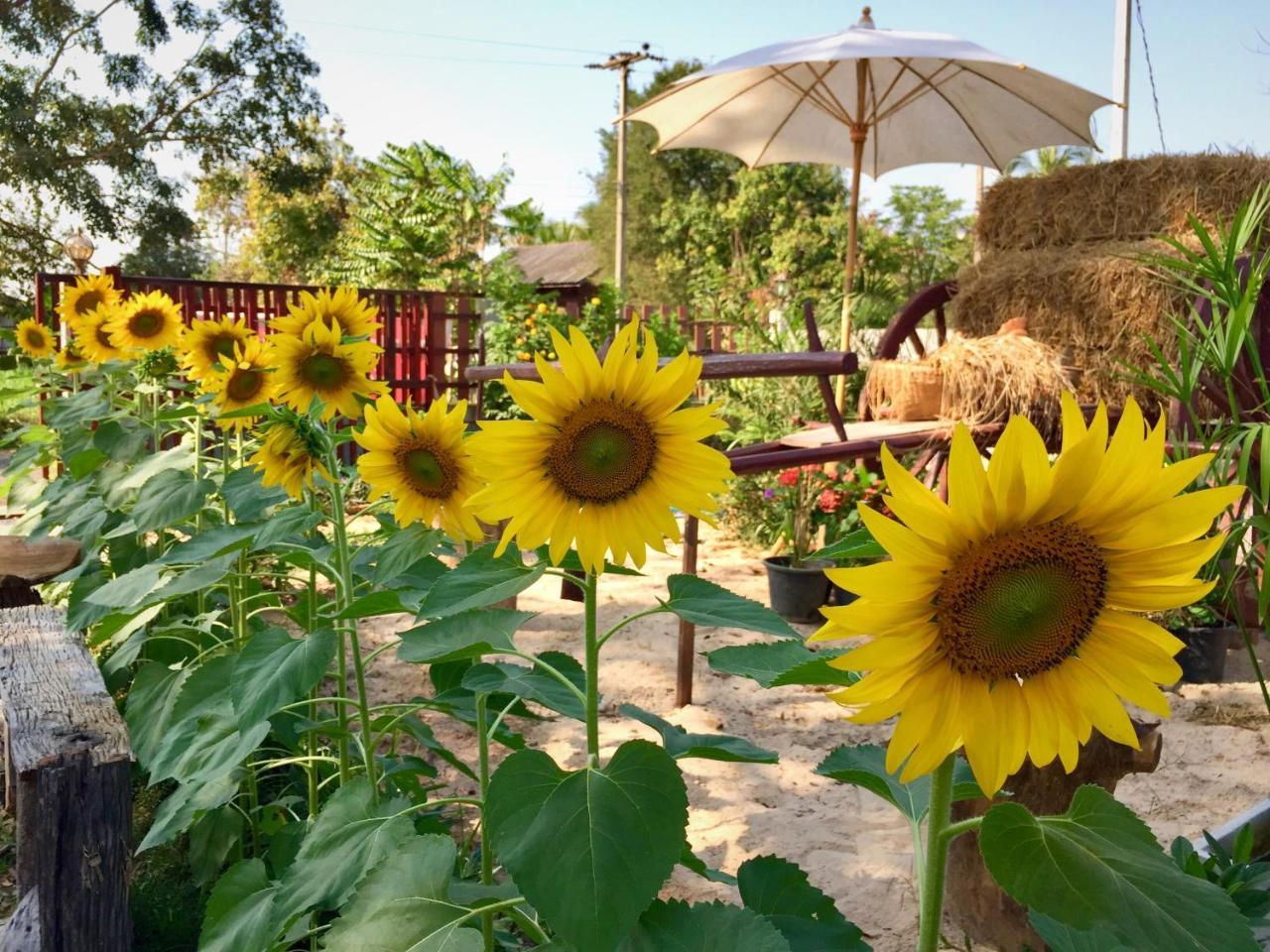 Baan Thung Home Stay Prasat المظهر الخارجي الصورة